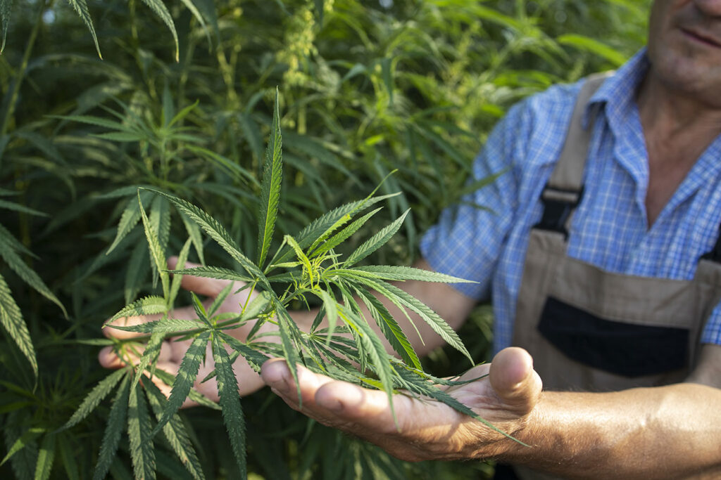 Devenir cultivateur de CBD