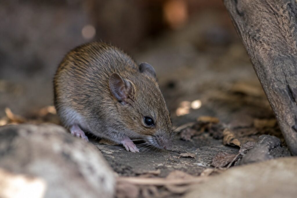 hantavirus